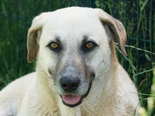 MARTINO, Hund, Mischlingshund in Oberviechtach - Bild 1