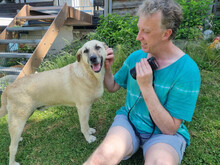 MARTINO, Hund, Mischlingshund in Oberviechtach - Bild 2