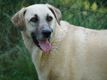 MARTINO, Hund, Mischlingshund in Oberviechtach - Bild 3