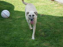 MARTINO, Hund, Mischlingshund in Oberviechtach - Bild 4