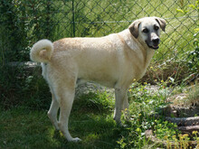 MARTINO, Hund, Mischlingshund in Oberviechtach - Bild 5