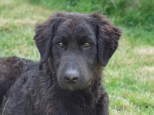 GIASONE, Hund, Mischlingshund in Oberviechtach - Bild 1