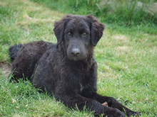 GIASONE, Hund, Mischlingshund in Oberviechtach - Bild 2