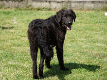 GIASONE, Hund, Mischlingshund in Oberviechtach - Bild 3