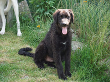 GIASONE, Hund, Mischlingshund in Oberviechtach - Bild 4