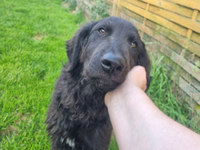 GIASONE, Hund, Mischlingshund in Oberviechtach - Bild 6