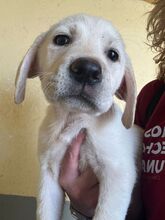 TUMALIN, Hund, Labrador Retriever in Spanien - Bild 1