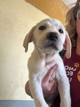 TUMALIN, Hund, Labrador Retriever in Spanien - Bild 2
