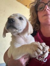 TUMALIN, Hund, Labrador Retriever in Spanien - Bild 3