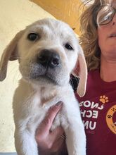 TUMALIN, Hund, Labrador Retriever in Spanien - Bild 4