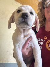 TUMALIN, Hund, Labrador Retriever in Spanien - Bild 5