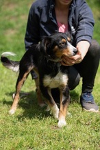 BINKA, Hund, Australian Shepherd Mischling in Ungarn - Bild 10