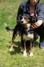 BINKA, Hund, Australian Shepherd Mischling in Ungarn - Bild 11