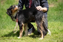BINKA, Hund, Australian Shepherd Mischling in Ungarn - Bild 12