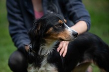 BINKA, Hund, Australian Shepherd Mischling in Ungarn - Bild 13