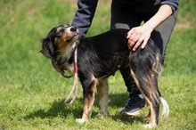 BINKA, Hund, Australian Shepherd Mischling in Ungarn - Bild 14