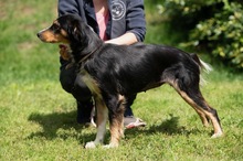 BINKA, Hund, Australian Shepherd Mischling in Ungarn - Bild 15