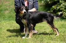 BINKA, Hund, Australian Shepherd Mischling in Ungarn - Bild 16