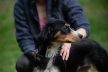 BINKA, Hund, Australian Shepherd Mischling in Ungarn - Bild 17