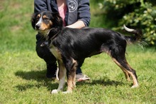 BINKA, Hund, Australian Shepherd Mischling in Ungarn - Bild 18