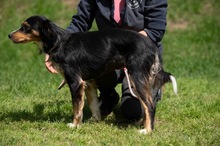 BINKA, Hund, Australian Shepherd Mischling in Ungarn - Bild 19