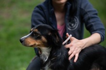 BINKA, Hund, Australian Shepherd Mischling in Ungarn - Bild 2