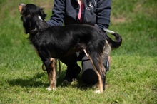 BINKA, Hund, Australian Shepherd Mischling in Ungarn - Bild 20