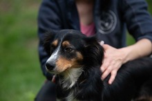 BINKA, Hund, Australian Shepherd Mischling in Ungarn - Bild 21