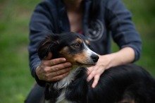 BINKA, Hund, Australian Shepherd Mischling in Ungarn - Bild 3