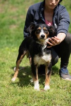 BINKA, Hund, Australian Shepherd Mischling in Ungarn - Bild 4