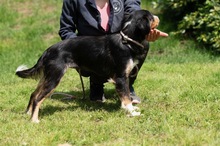 BINKA, Hund, Australian Shepherd Mischling in Ungarn - Bild 5