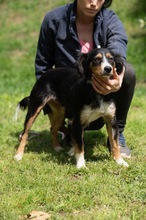 BINKA, Hund, Australian Shepherd Mischling in Ungarn - Bild 6