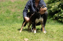 BINKA, Hund, Australian Shepherd Mischling in Ungarn - Bild 7