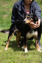 BINKA, Hund, Australian Shepherd Mischling in Ungarn - Bild 8