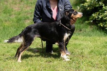 BINKA, Hund, Australian Shepherd Mischling in Ungarn - Bild 9