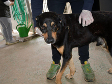 LEO, Hund, Mischlingshund in Nittenau - Bild 1