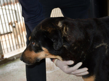 LEO, Hund, Mischlingshund in Nittenau - Bild 2