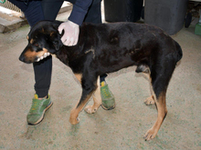 LEO, Hund, Mischlingshund in Nittenau - Bild 3