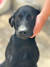 CLYDE, Hund, Deutsche Dogge Labrador Mischling in Spanien - Bild 1