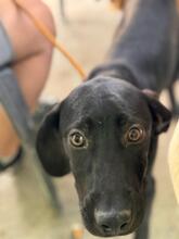 CLYDE, Hund, Deutsche Dogge Labrador Mischling in Spanien - Bild 2