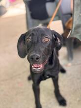 CLYDE, Hund, Deutsche Dogge Labrador Mischling in Spanien - Bild 3