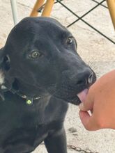 CLYDE, Hund, Deutsche Dogge Labrador Mischling in Spanien - Bild 4