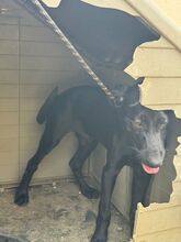 CLYDE, Hund, Deutsche Dogge Labrador Mischling in Spanien - Bild 5