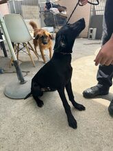CLYDE, Hund, Deutsche Dogge Labrador Mischling in Spanien - Bild 6