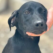 CLYDE, Hund, Deutsche Dogge Labrador Mischling in Spanien - Bild 7