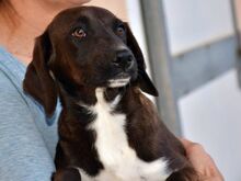 ASCOT, Hund, Mischlingshund in Innernzell - Bild 1