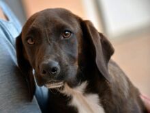 ASCOT, Hund, Mischlingshund in Innernzell - Bild 2