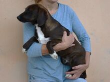 ASCOT, Hund, Mischlingshund in Innernzell - Bild 3