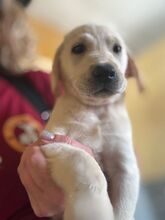ZAPHIRO, Hund, Labrador Retriever in Spanien - Bild 1