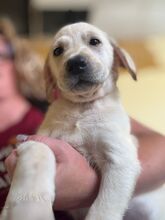 ZAPHIRO, Hund, Labrador Retriever in Spanien - Bild 2